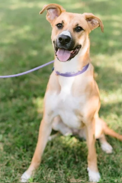 Dog sales rescue rings